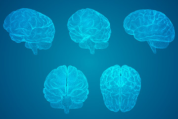 南极生活的动物有哪些