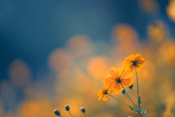 5种“大叶花”你知道吗