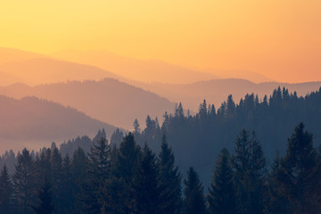 南极生活的动物有哪些