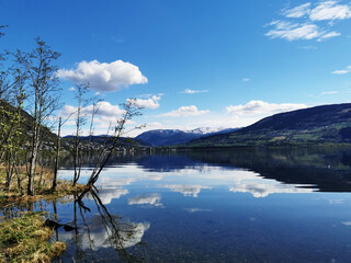 5种“大叶花”你知道吗